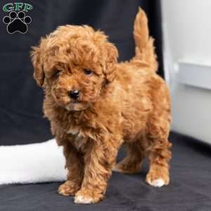 Abbie, Toy Poodle Puppy